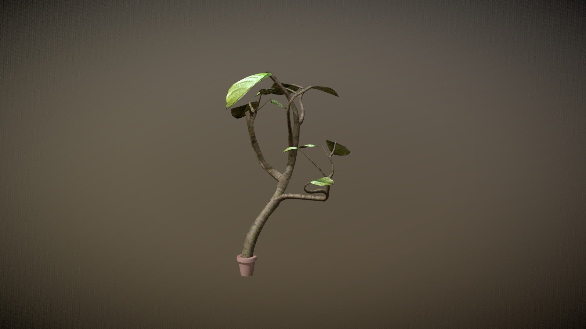 wk8_plant_donley