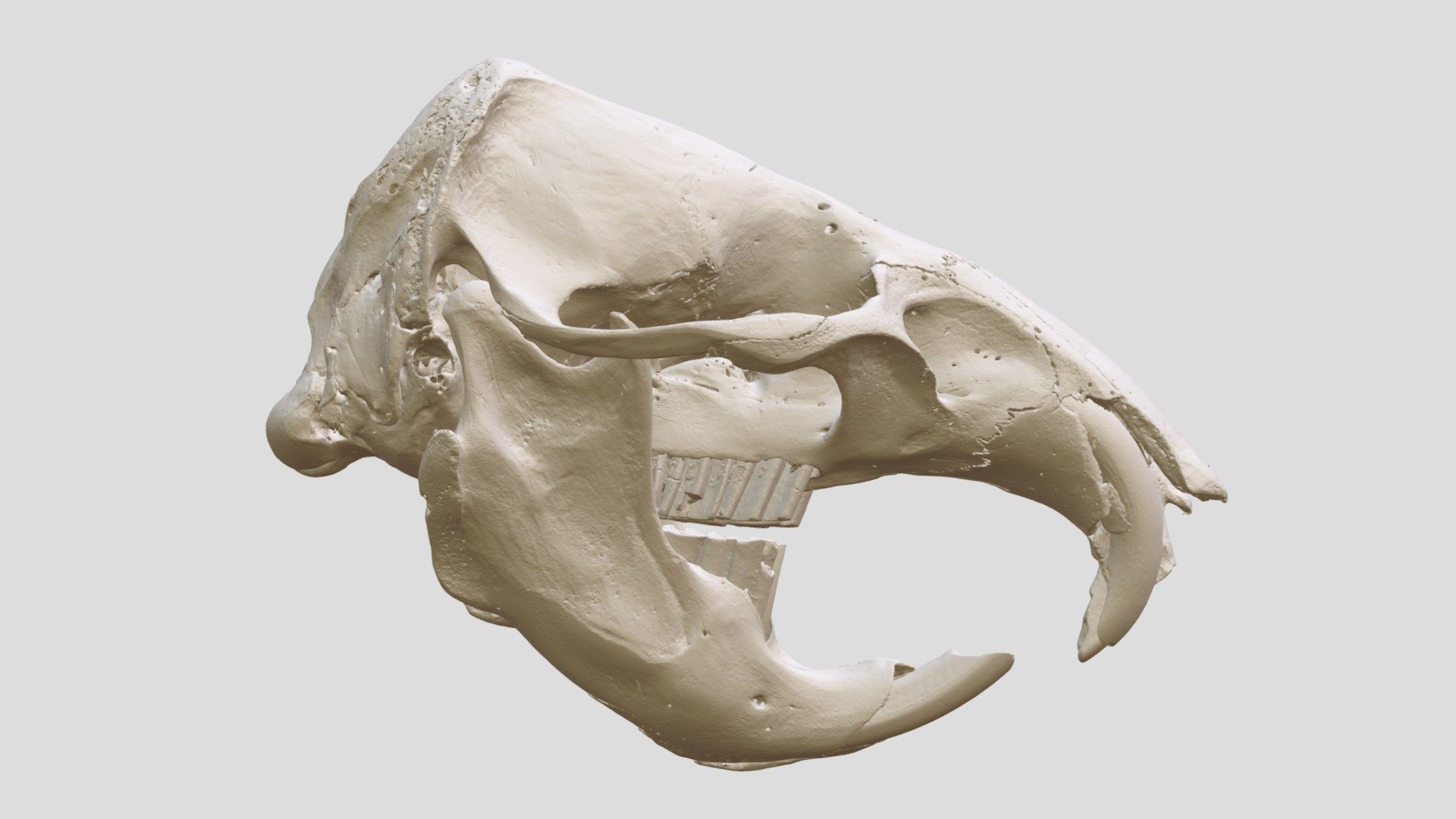 Myospalax myospalax (MSB:Mamm:3562) - 3D model by Biodiversity [818bfe0 ...
