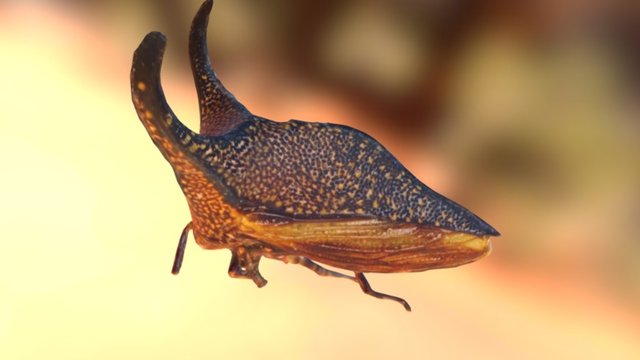Hemikyptha marginata