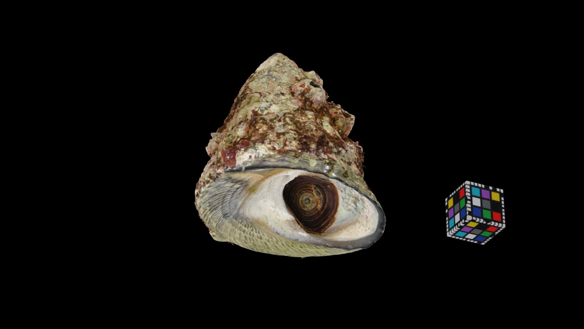 オオコシダカガンガラ Omphalius pfeifferi carpenteri