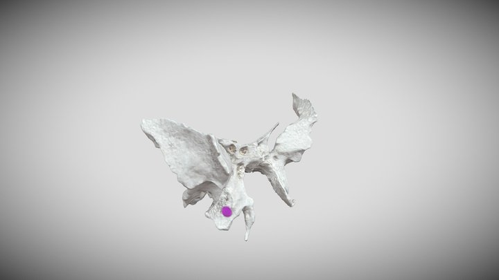 Sphenoid Bone (Labeled) Final 3D Model