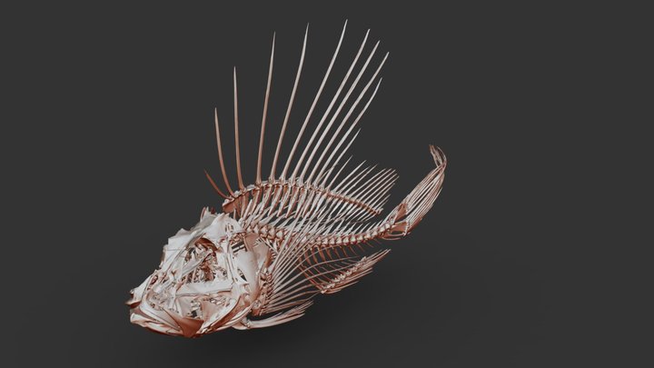 A1099 Pterois Andover 3D Model