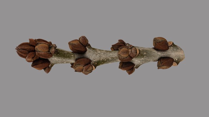 Fraxinus angustifolia 3D Model