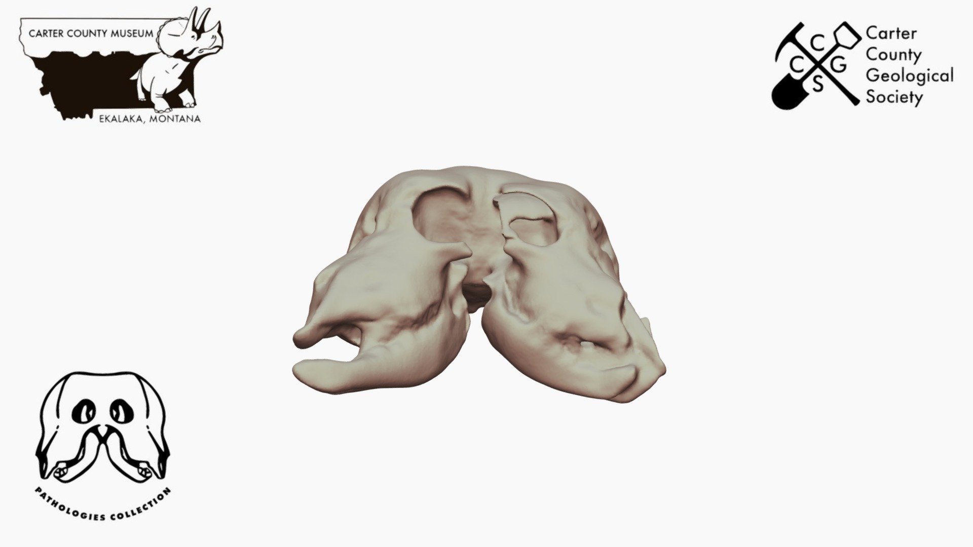 Two Headed Lamb *Downloadable
