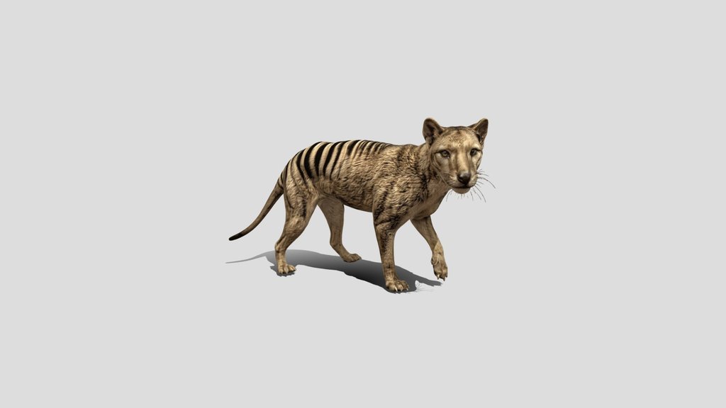 Tasmanian wolf - Thylacine
