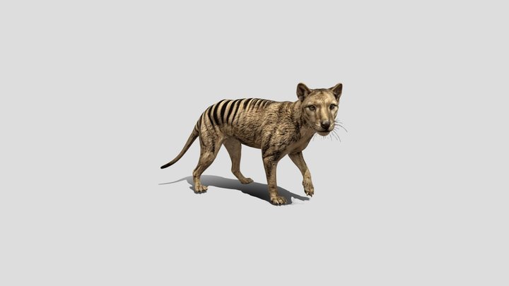 Tasmanian wolf - Thylacine – Kostenloses 3D-Modell STL