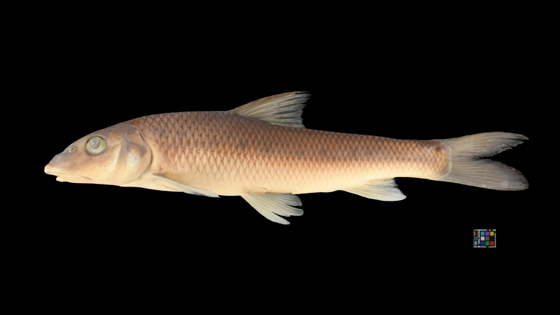 コウライニゴイ Barbel Steed, Hemibarbus labeo 3D model by ffish.asia