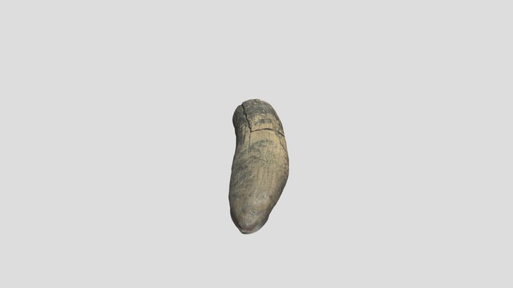 Toof_trimmed 3D Model