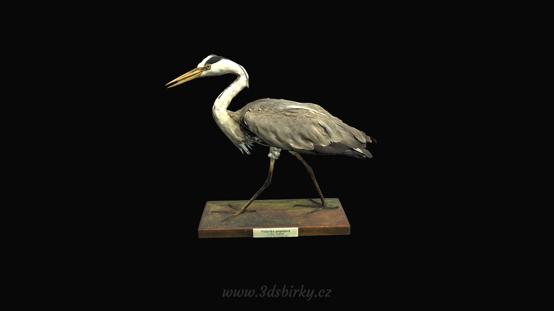 Volavka popelavá (Ardea cinerea L.) — Sketchfab embed 3D viewer