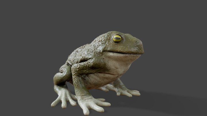 Realistic Frog 3D Model