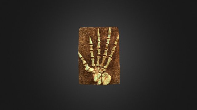 Fossil 3D Model