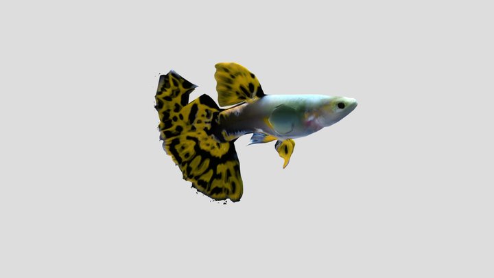 Cobra Guppy Male – Modello 3D gratuito STL