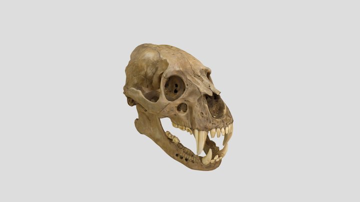 Grizzly Bear Skull 3D Model