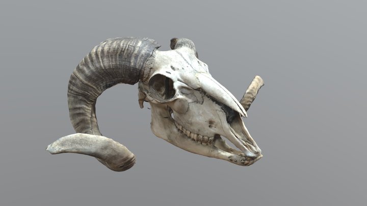 Crâne Mouflon D’Europe 3D Model