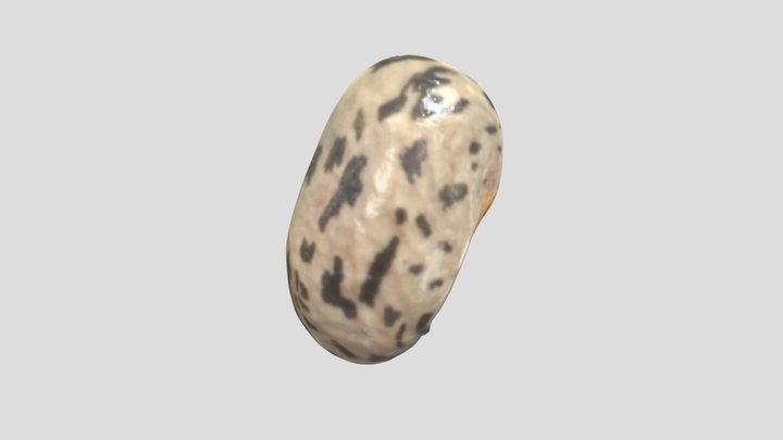 Tutelo Bean (White) 3D Model