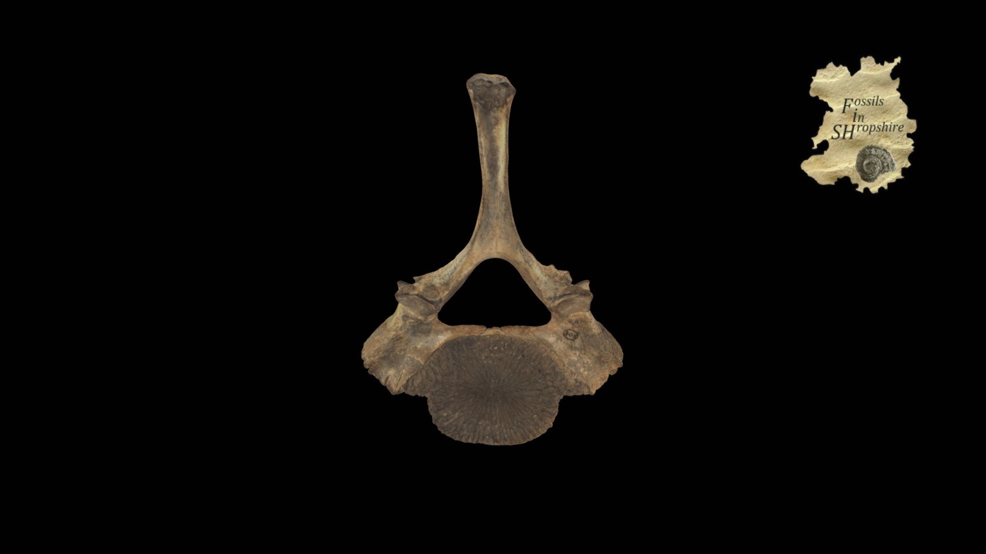 Mammoth - Juvenile vertebra