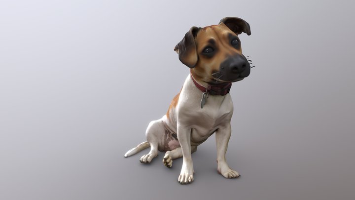Curious Pooch 3D Model