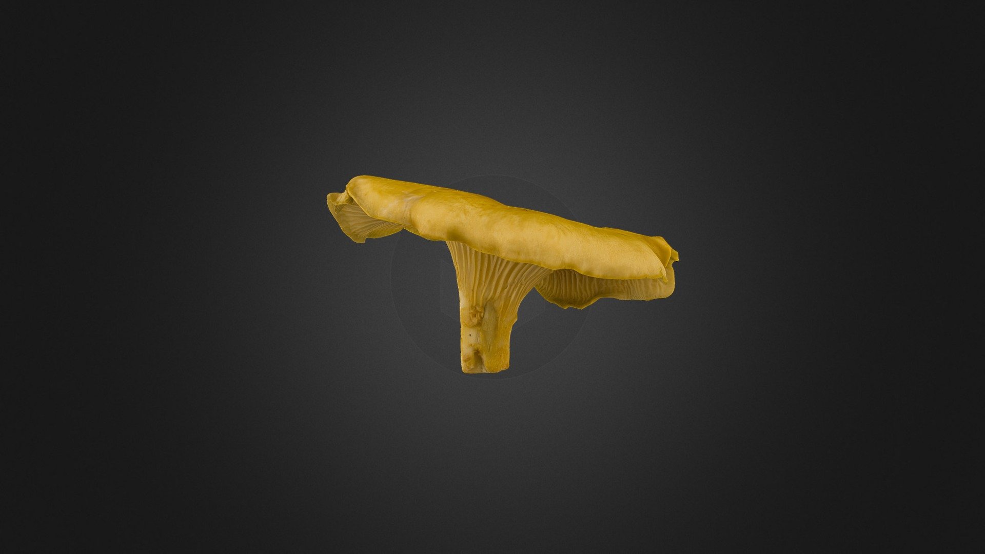 Cantharellus formosus mushroom