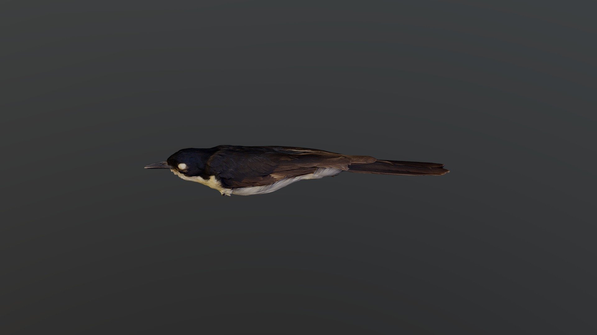 Restless Flycatcher - Myiagra inquieta