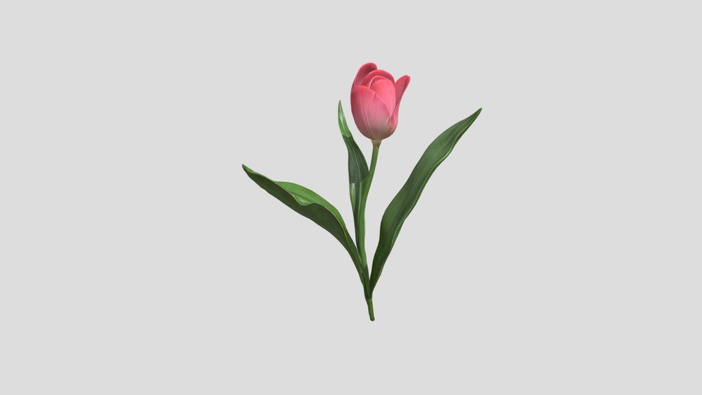 a pink tulip.