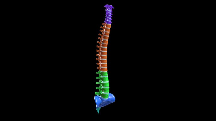 Sections of Spine Highlighted 3D Model