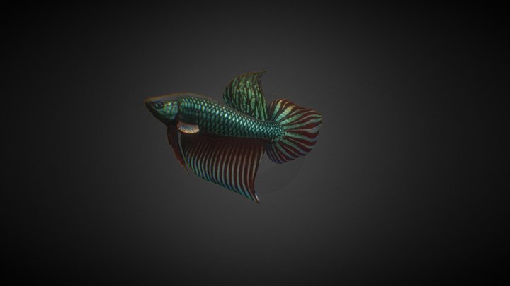 Betta Mahachai
