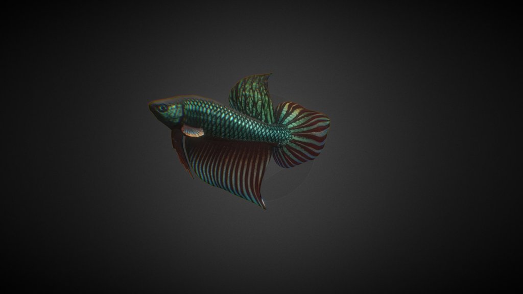 Betta Mahachai