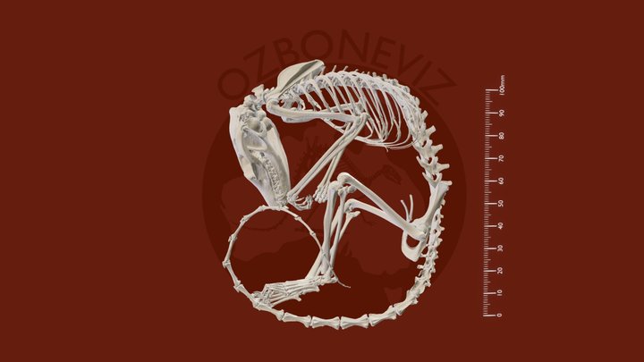 Brush-tailed phascogale skeleton 3D Model