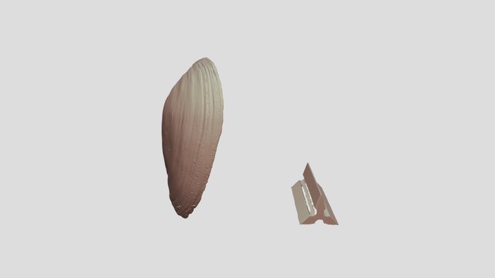 オオノガイ_右殻 3D Model