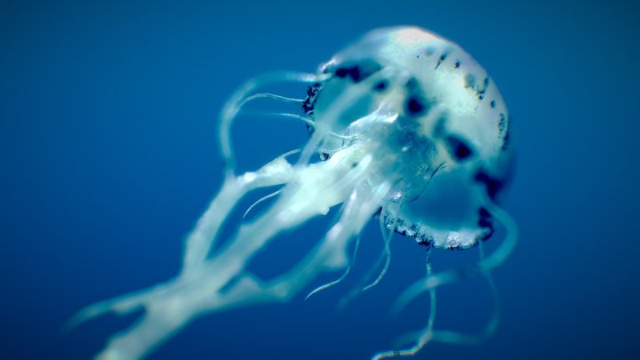 Purple-Striped Jellyfish 3D Model