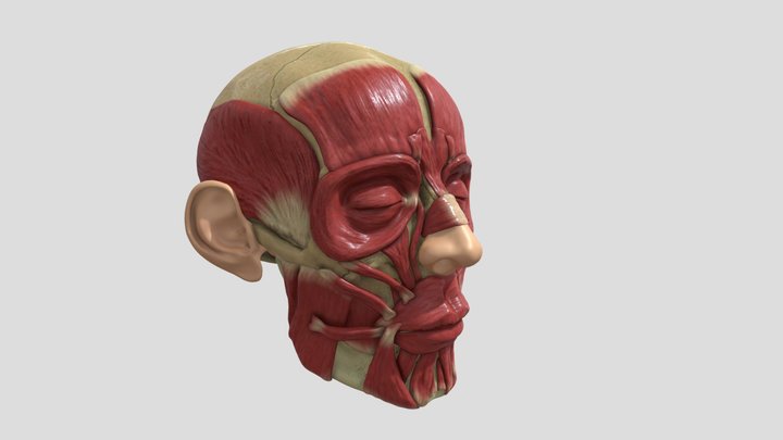 Human Head Ecorche 3D Model