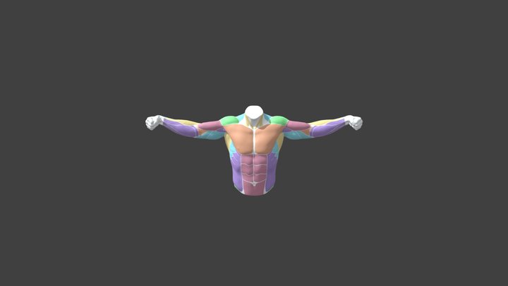 Anatomía - Flexión Brazo Écorché 3D Model