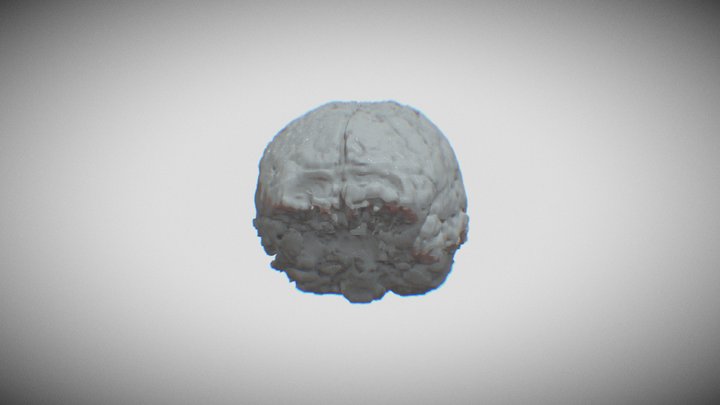 Brain of Felipe Lopes Machado 3D Model