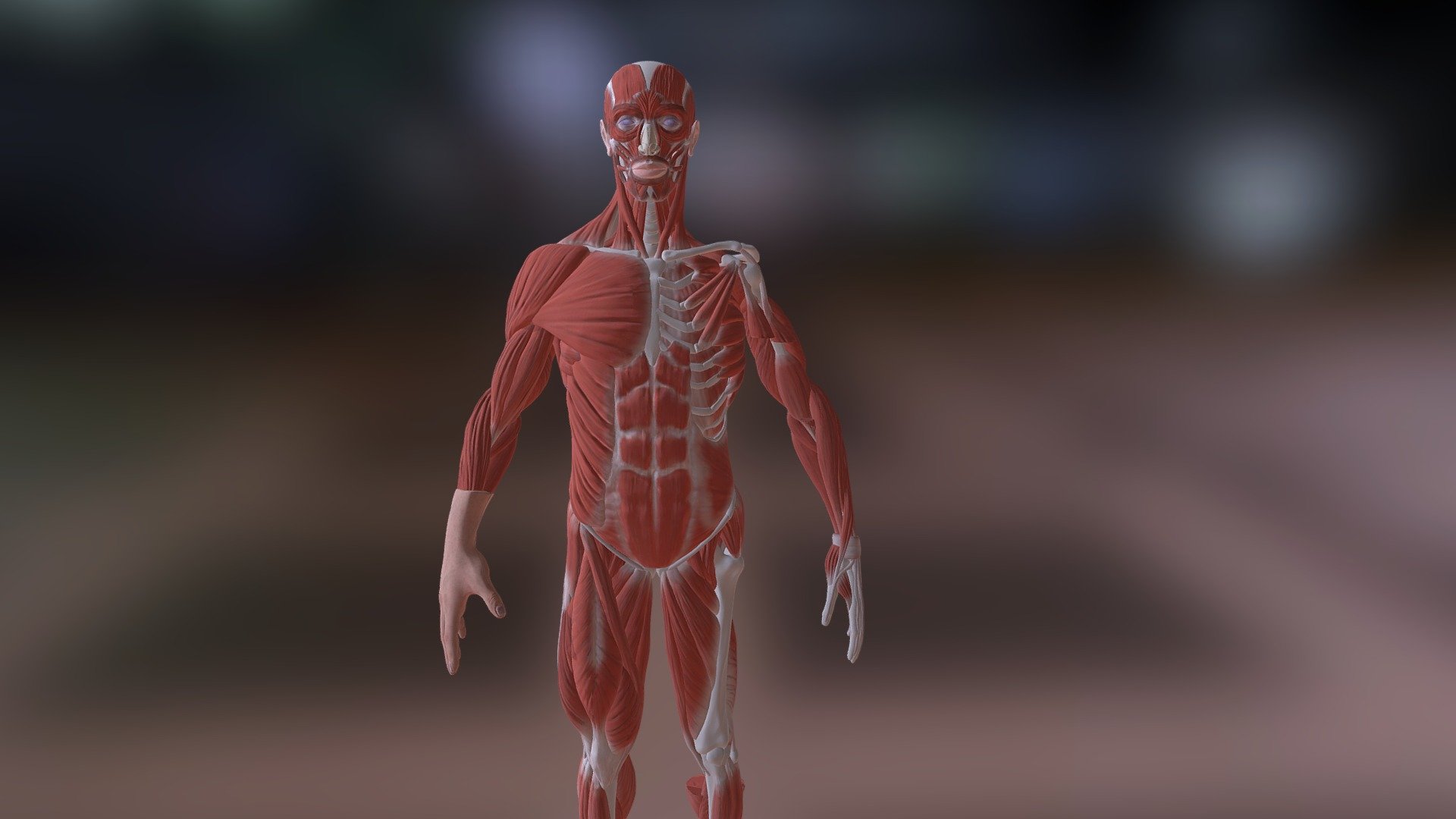 Human Model - 3D model by Amaa It Solutions Pvt Ltd (@amaa) [81c33de ...