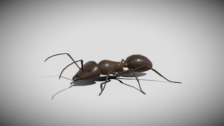 Medhue Ants 3D Model
