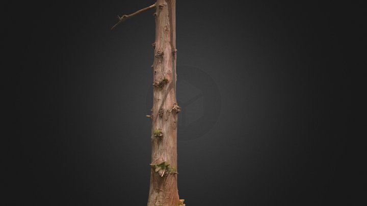 Cedar tree trunk 3D Model