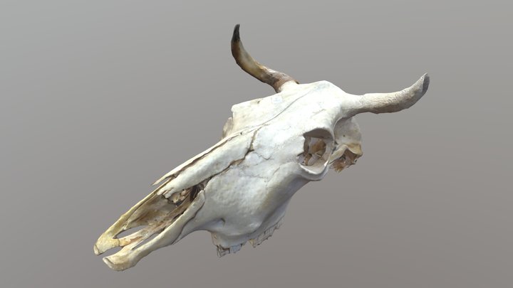 Crâne de bœuf 3D Model