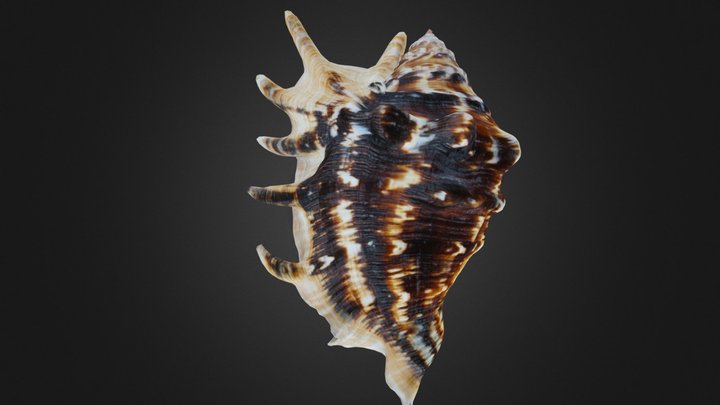 Seashell Lambis 3D Model