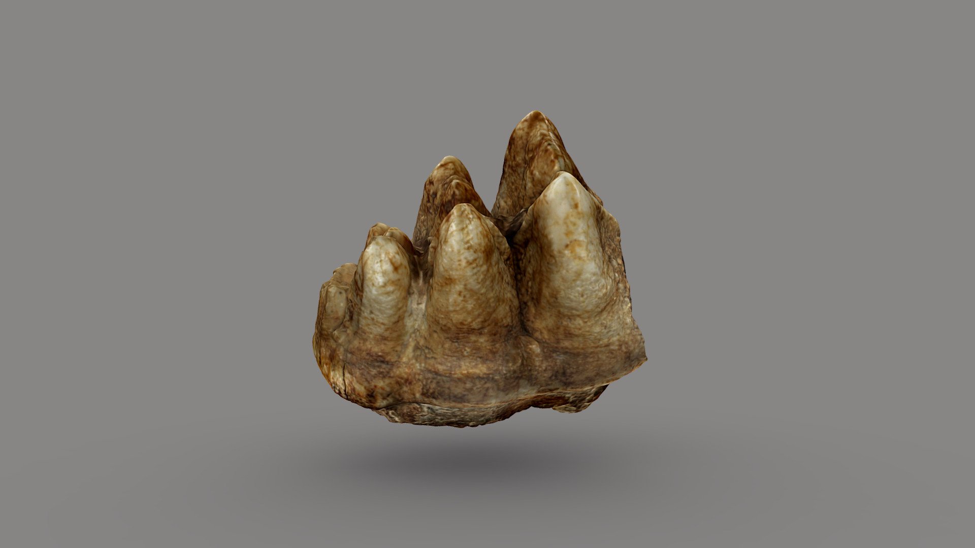 Mastodon Molar