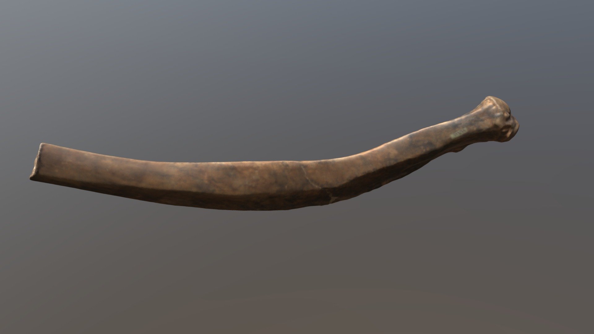 V11185 Mastodon Rib (VCU_3D_4097)