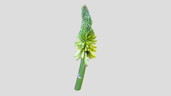 Kniphofia Kiri mask 1 – Modello 3D gratuito STL