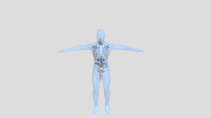 Мочеполовая система - модель 3D Model