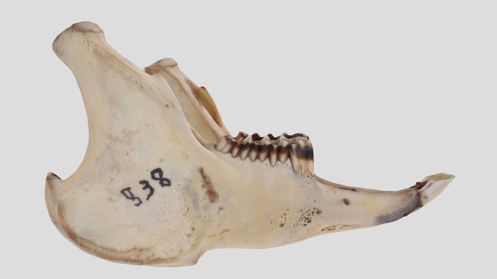 UWYMV:Mamm:838, Lepus alleni, Mandible – Gratis 3D-model STL