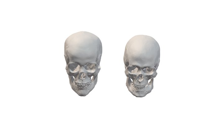 Mystery Skull 1 & 2 3D Model