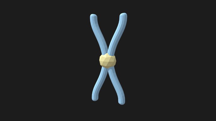 Chromosome Metacentric