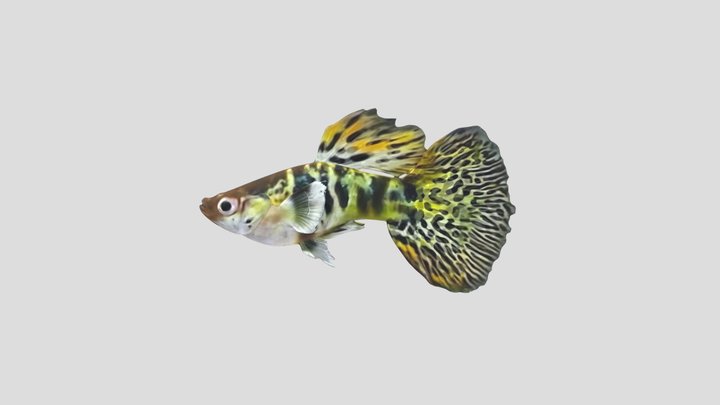 YellowTiger Guppy Male – Modelo 3D gratuito STL