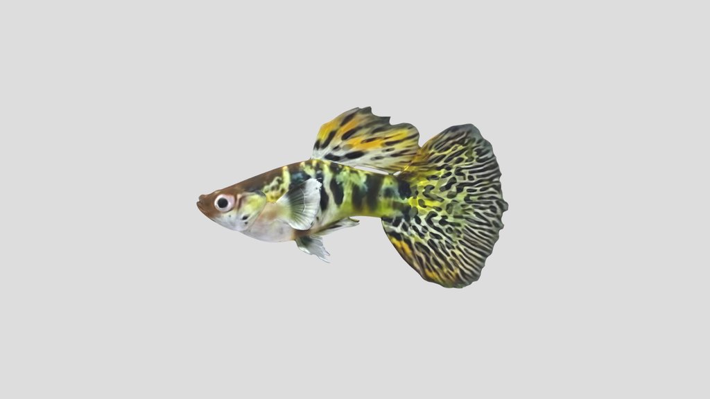YellowTiger Guppy Male