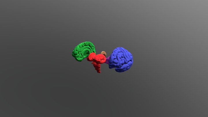 Cerebellum and Lobes 3D Model