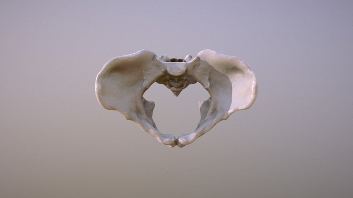 Female Pelvis Lowpoly Sculpt 3D Model