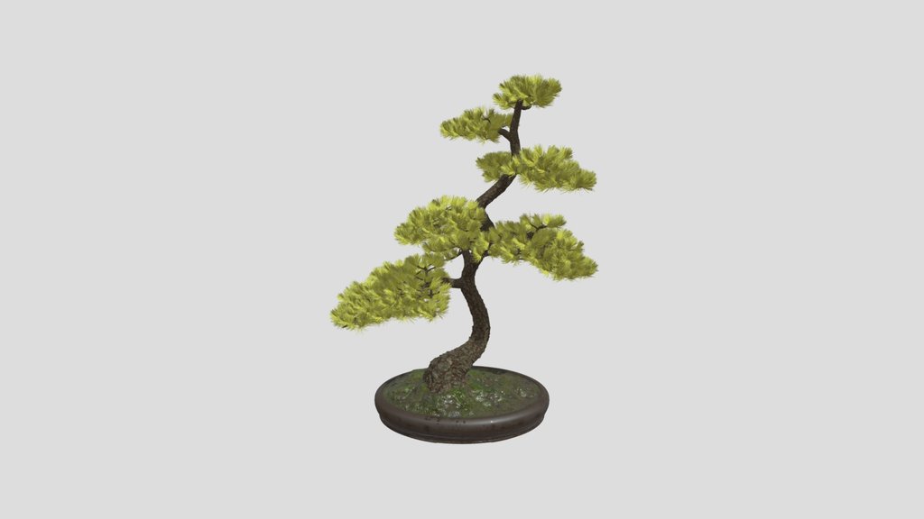 Bonsai Pine